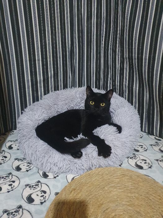 отдам котика в добрые руки