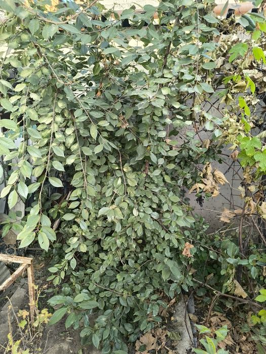 Вишня уральская деревковая и малина