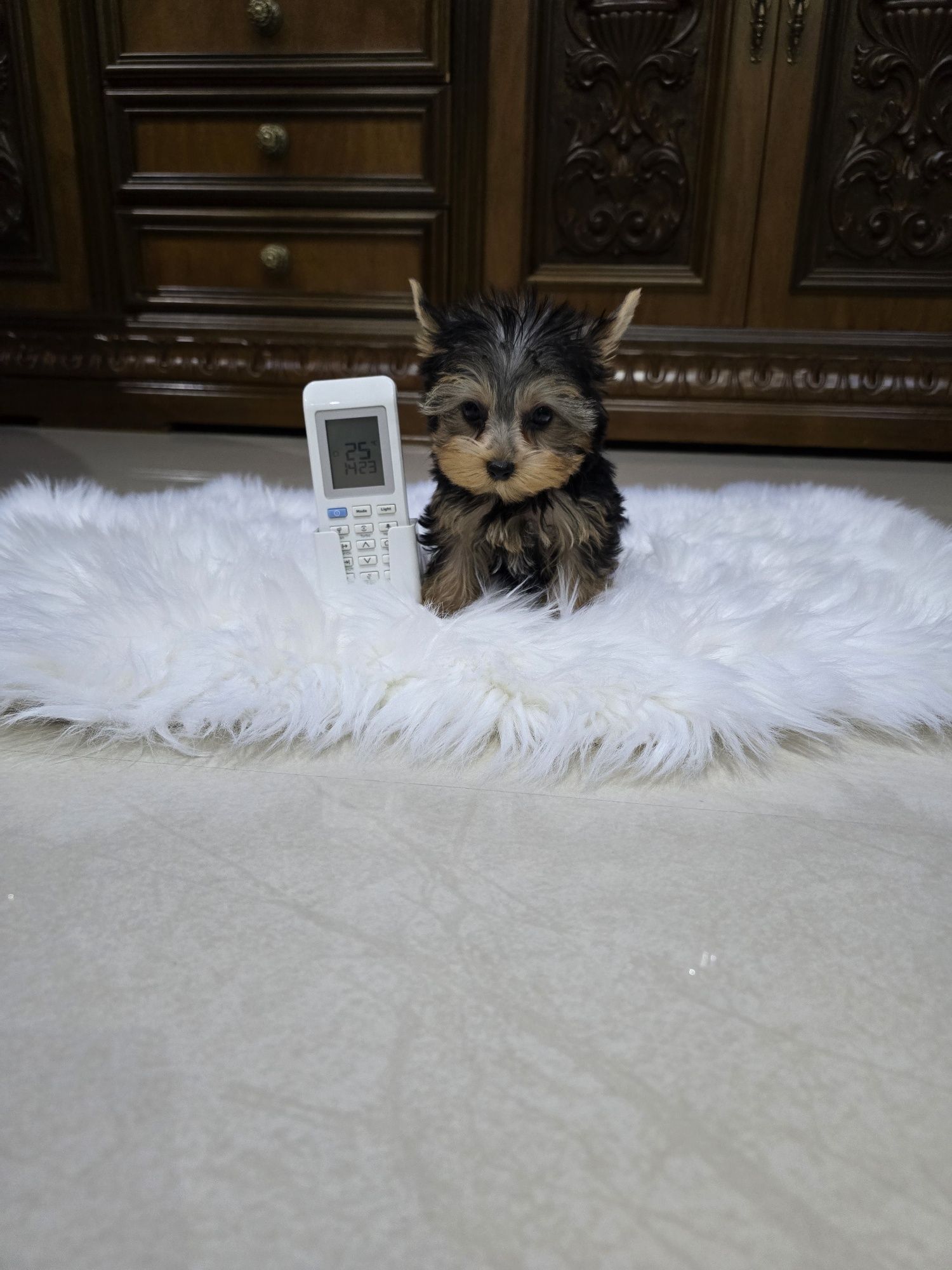 Yorkshire terrier mascul