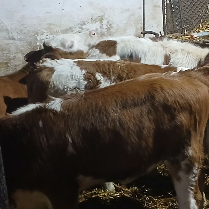 Vitei Intarcati tăurasi si vitele