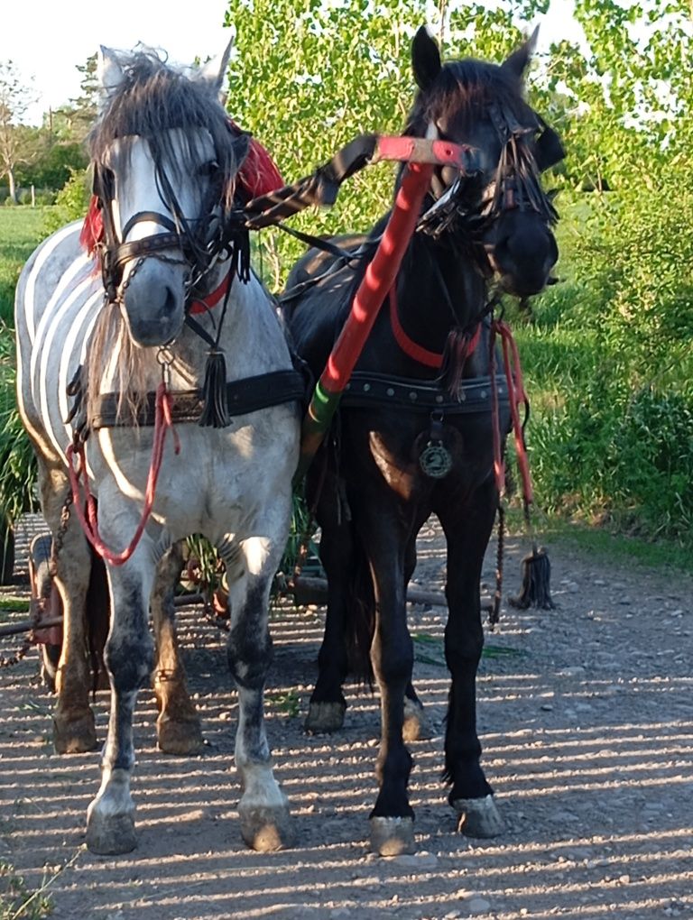 Vînd armăsar de 6 ani