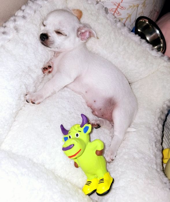 Chihuahua Mini Toy mascul 5 luni vaccinat carnet sănătate