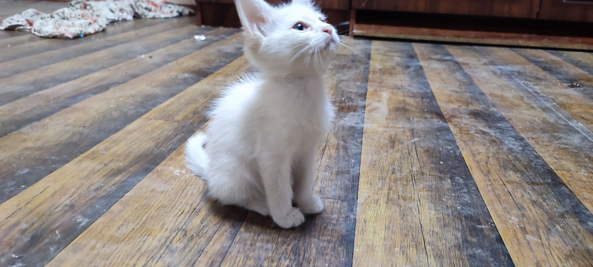 Oq angora mushukcha