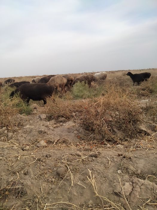 Қой саулық тұсақ барғаны овцы