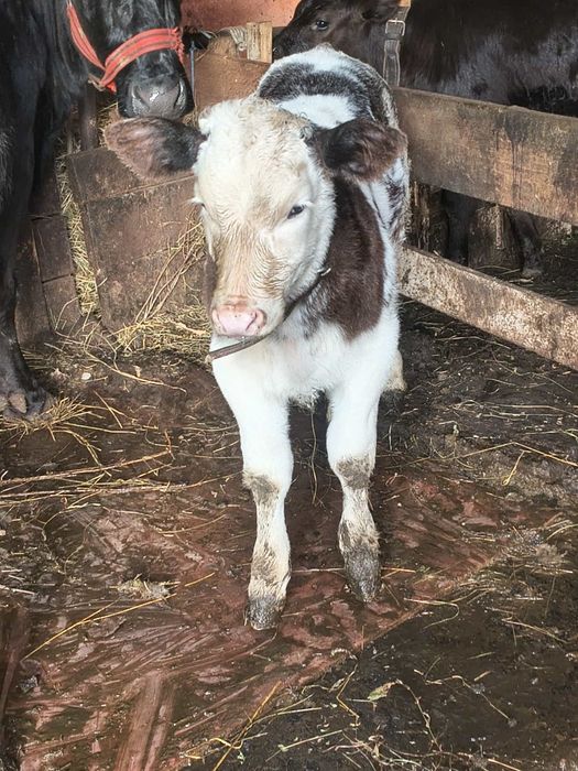 Vând vitea belgiană cu vârsta de 2 luni