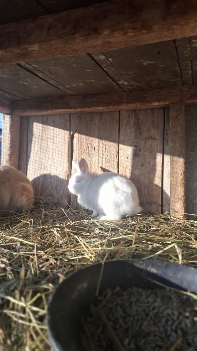 Vând iepuri cap de leu