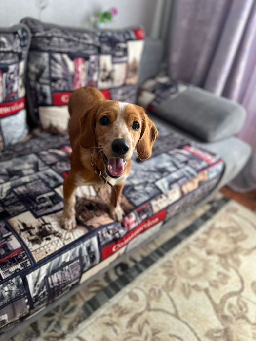 Домашние животные