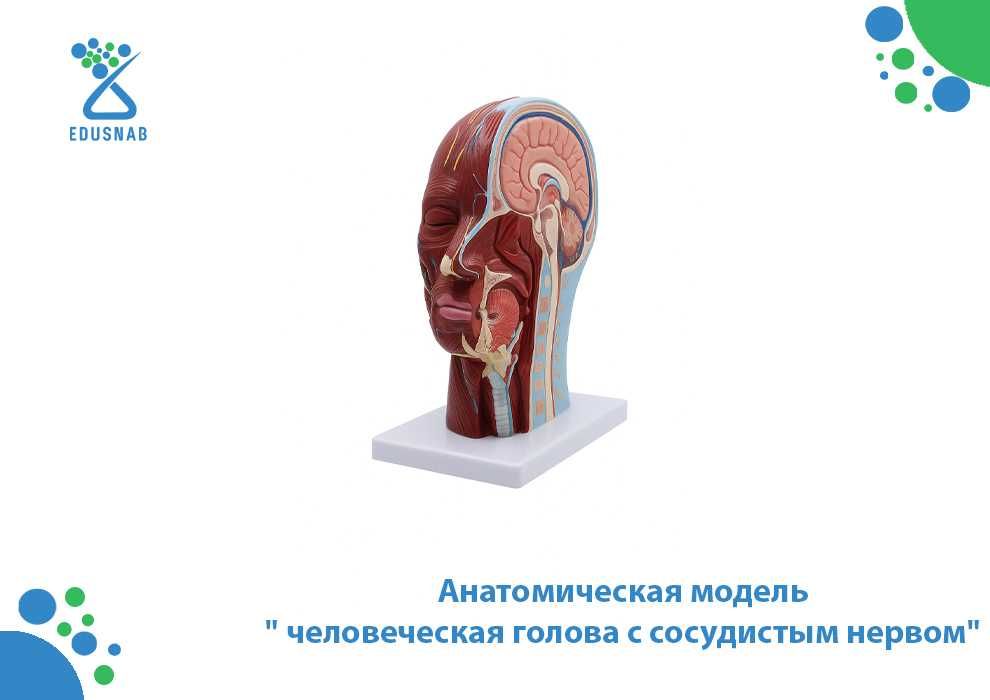 Анатомическая модель " человеческая голова с сосудистым нервом"