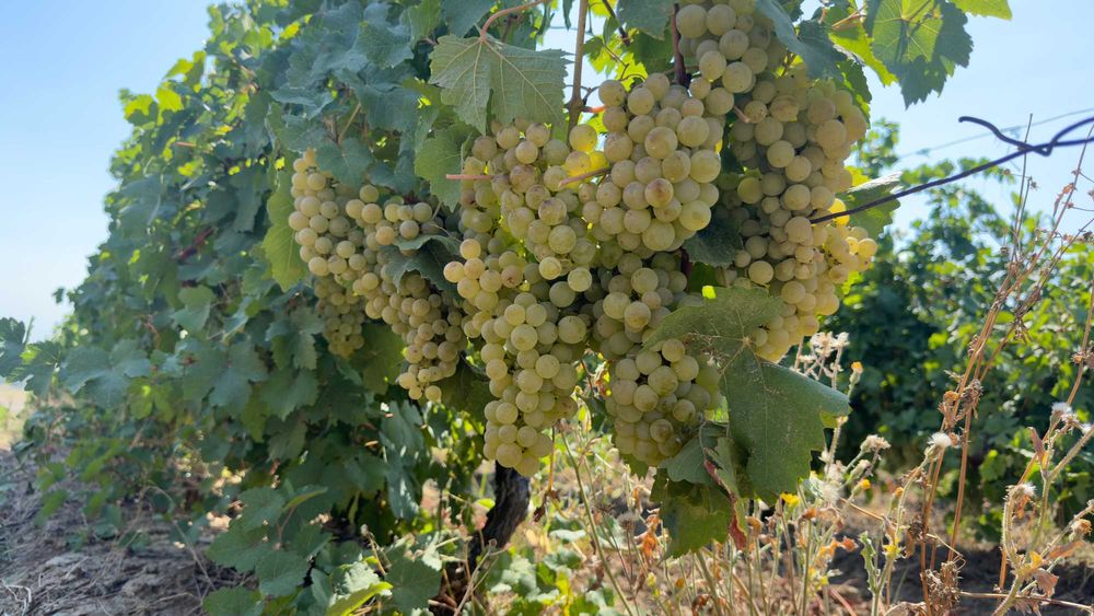 Merlot - Struguri de Vin - Merlot sau Feteasca - De La PRODUCATOR