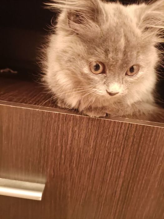 Котенок пушистый