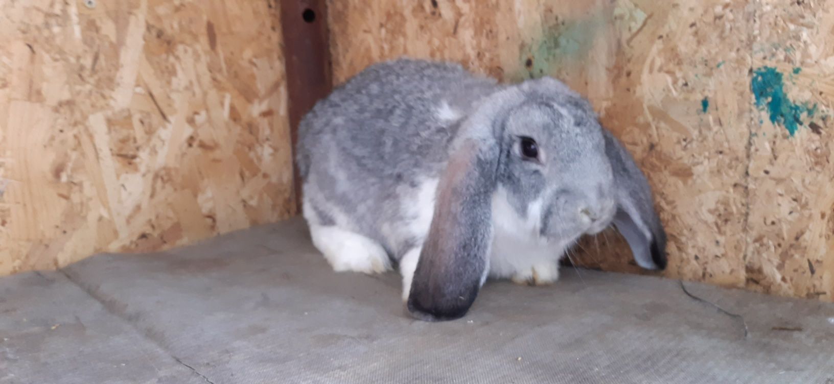 Puisori berbec german chinchilla