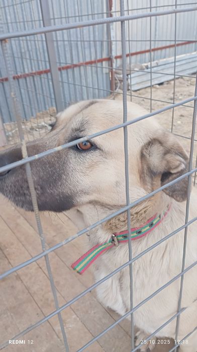 В хорошие руки - хороших собак. Все бывшие домашние,в приюте недолго.
