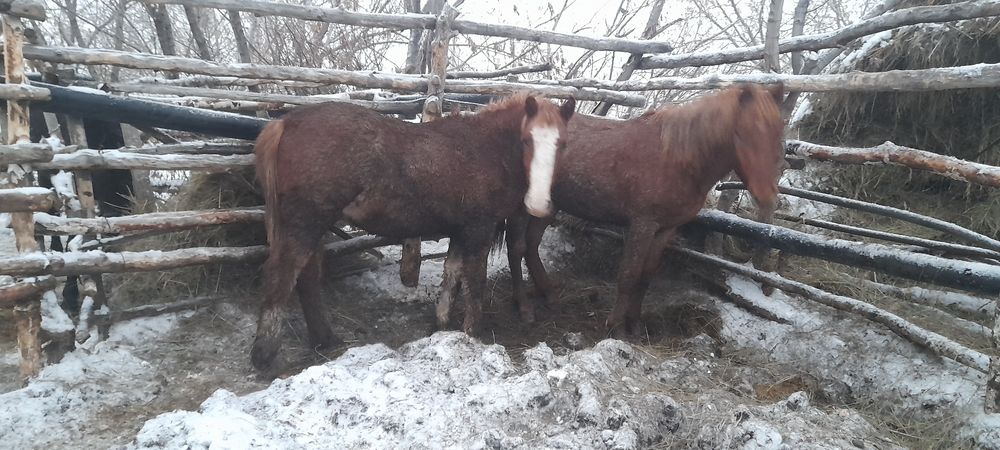 Продам лошадей соғым