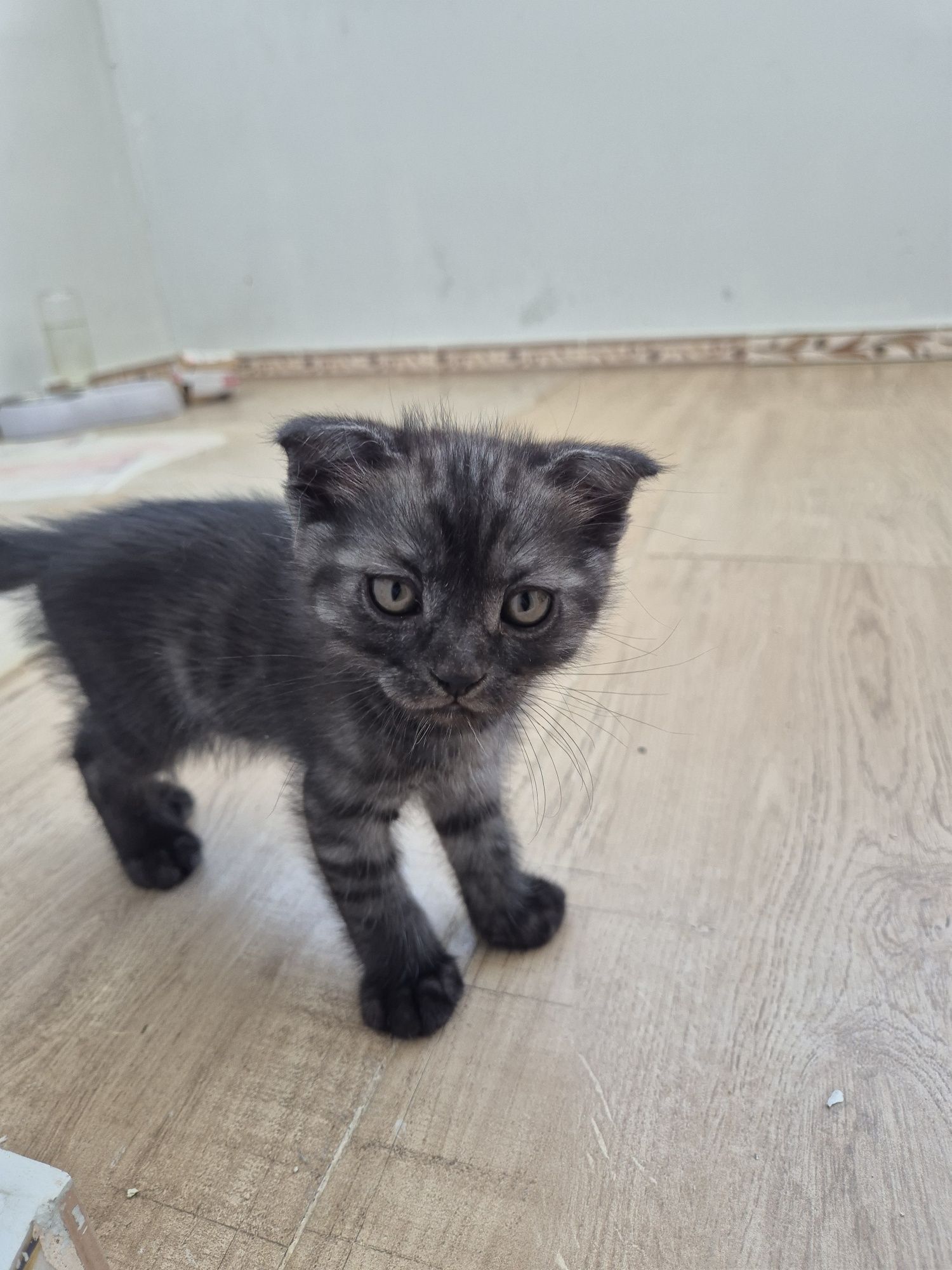 Продам породистых котят
