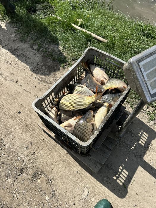 Pește viu pentru consum sau populari .