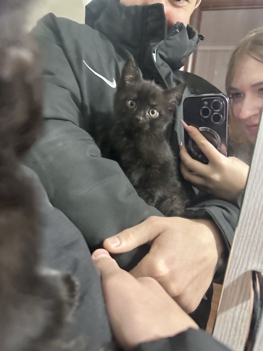 Отдам маленького котёнка