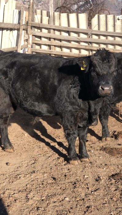 Продам Ангус быков