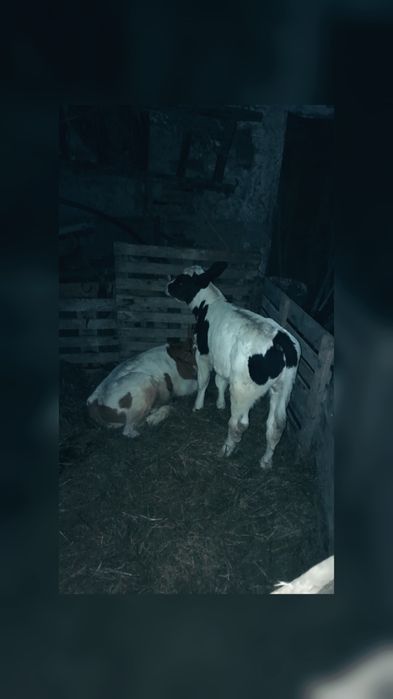 Vând viței mai multe detalii la Nr de telefon