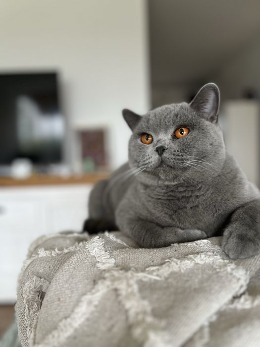 Pisica British Blue femela