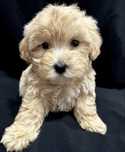 Maltipoo 1000 lei
