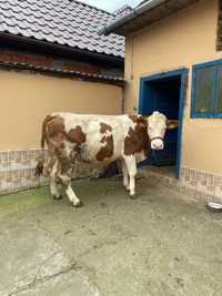 Vacă de vânzare Bihor