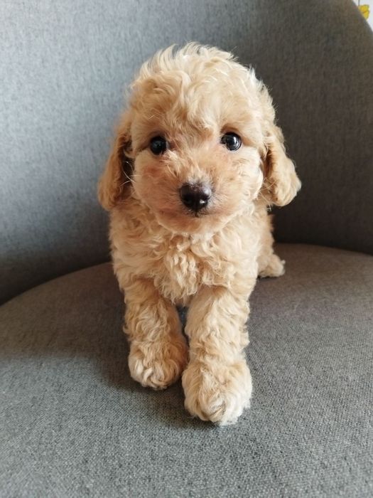 Toy/Mini poodle Той/Мини пудел