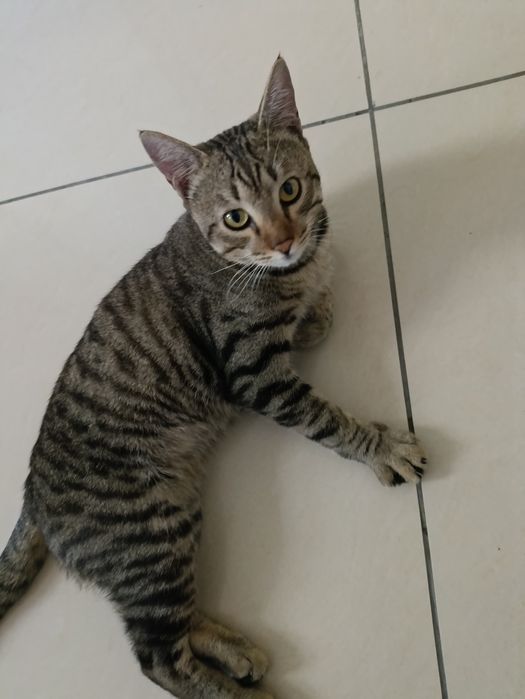 Пристраивается котик