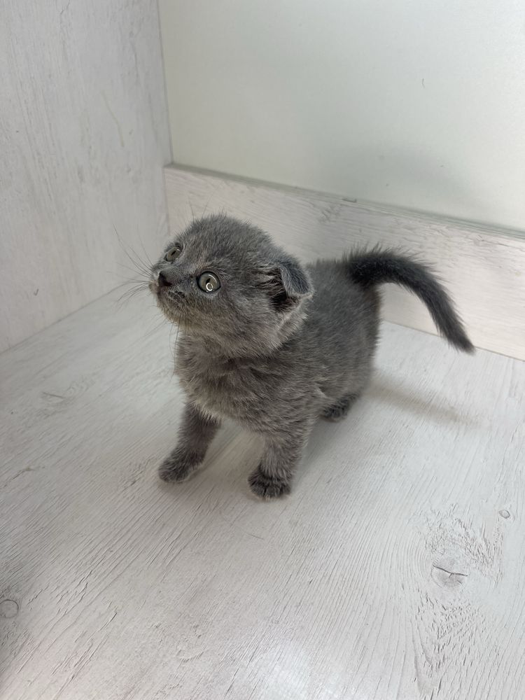 Котята Скотиш фолл и скотиш страйт