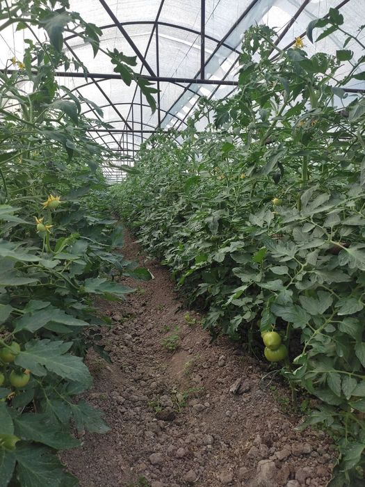 Продам работающую теплицу 1 га. Готовый бизнес.
