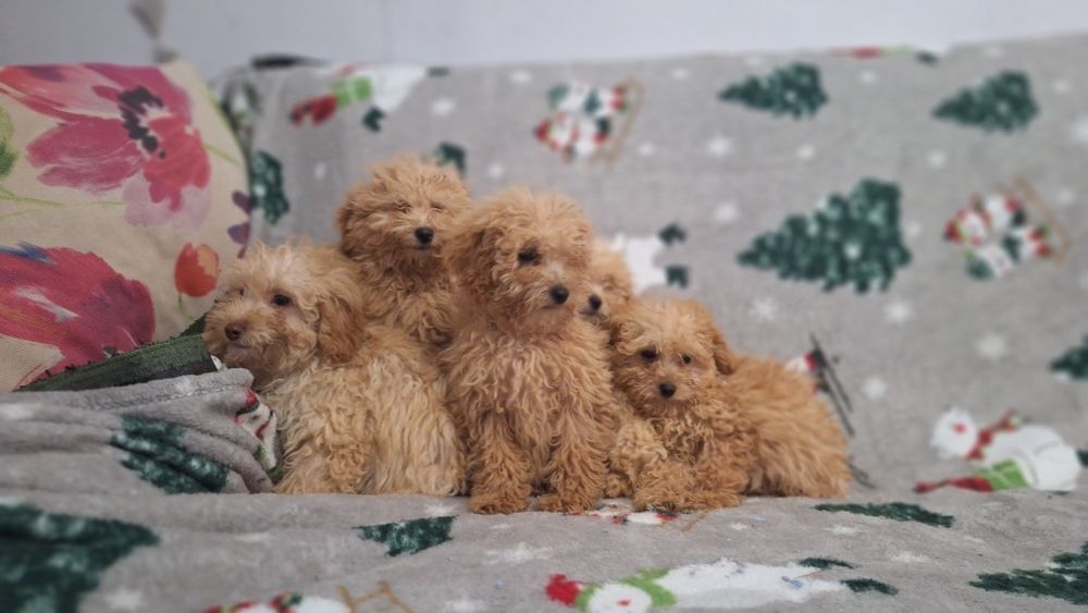 Пудел Той пуделчета момичета