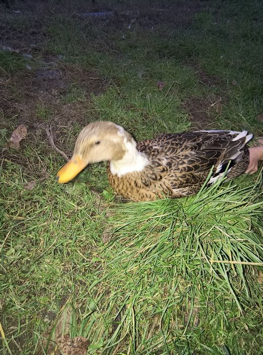 Vând rățoi și rata tinere