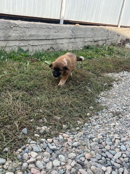 Щенки 2-3 месячный