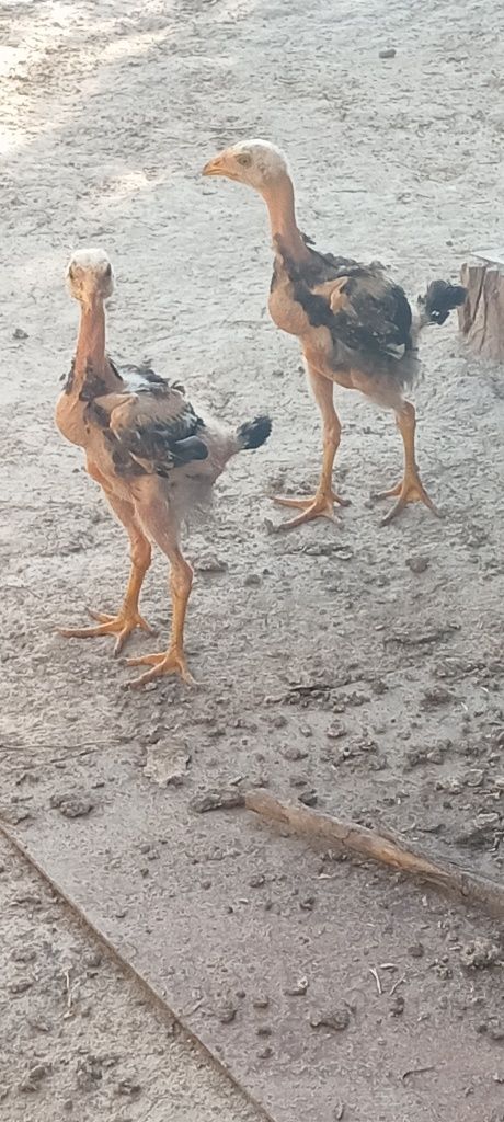 Dakan jojalar sotlad
