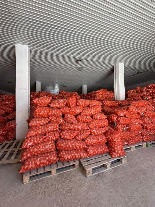 Лук репчатый средний и отборный (Манас)