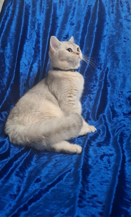 Котята Шотландский скоттиш страйт