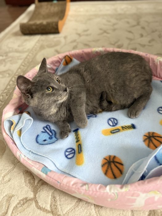 Нежно коте, кастрирано, безплатно