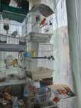 Canari de vanzare