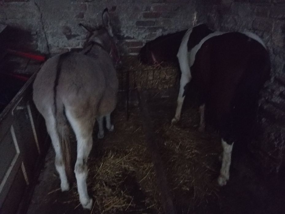 Măgăriță probabil gestanta