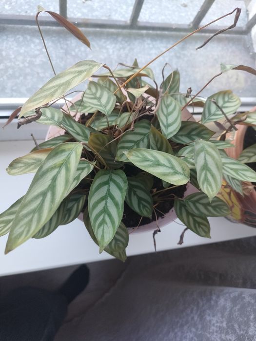 Цветок Ктенанта Маранта