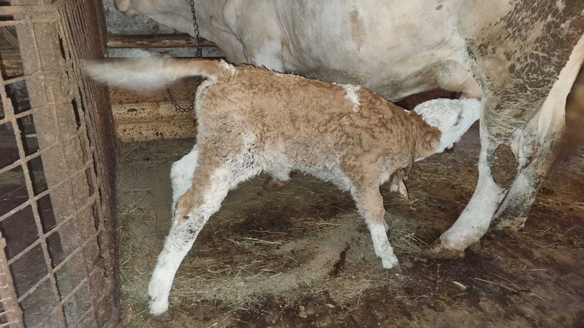 Vaca cu vitea de doua saptamini