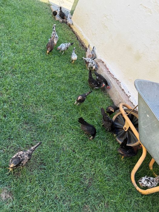 Gaini/Lilici/Pitici de vanzare