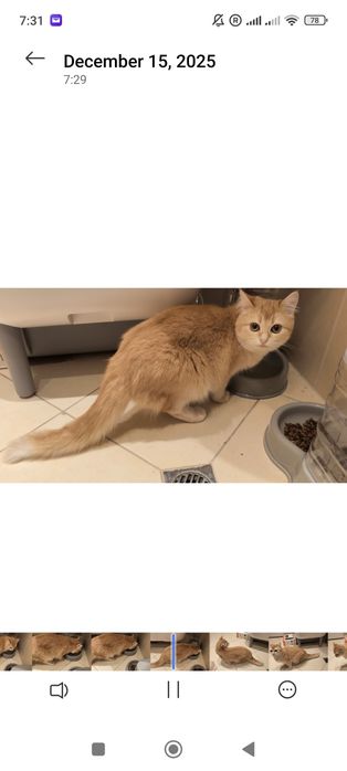 9-месечна женска златна британска късококосмя котка