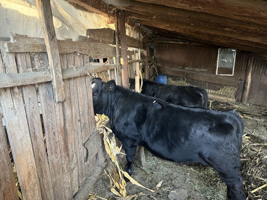 Vand 2 vitei de carne-300 kg, 6-8 luni