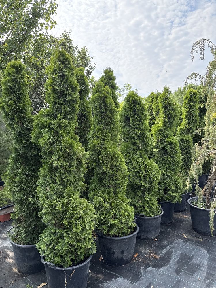 Tuia spirala 1,4/2m