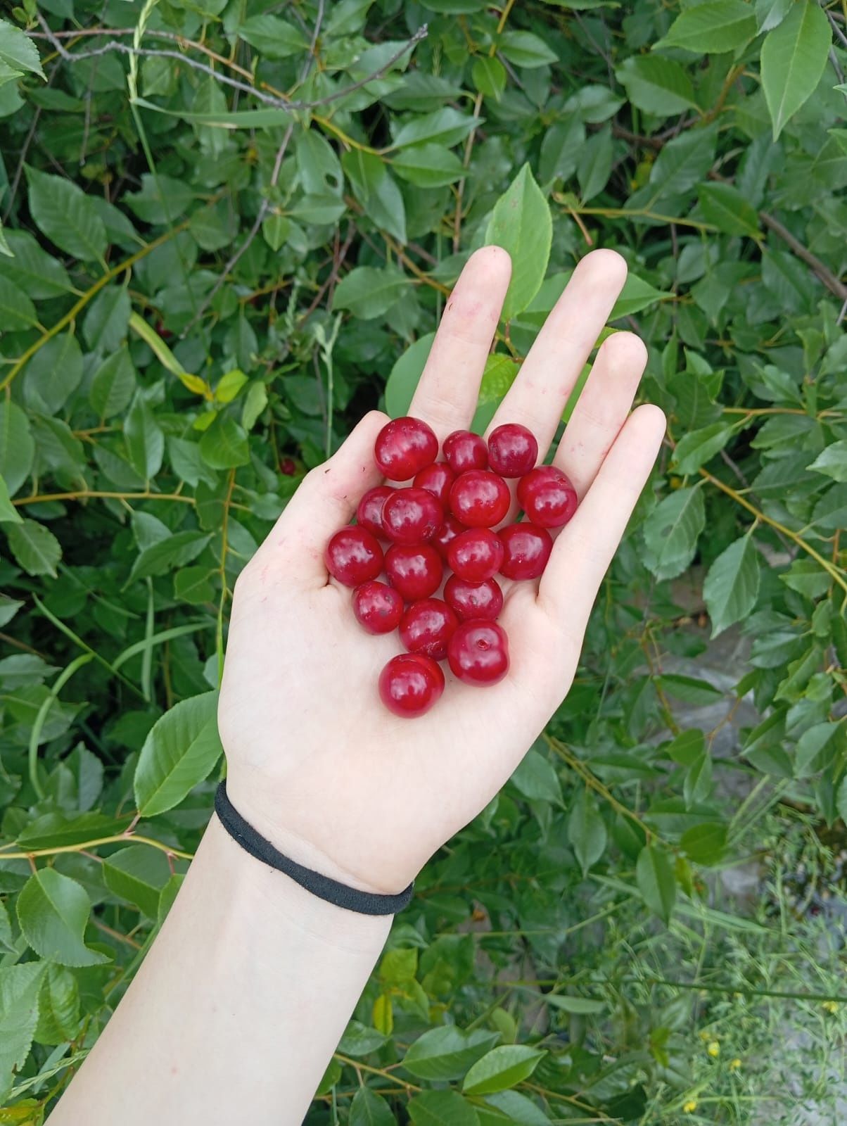 Продам вишню домшнюю