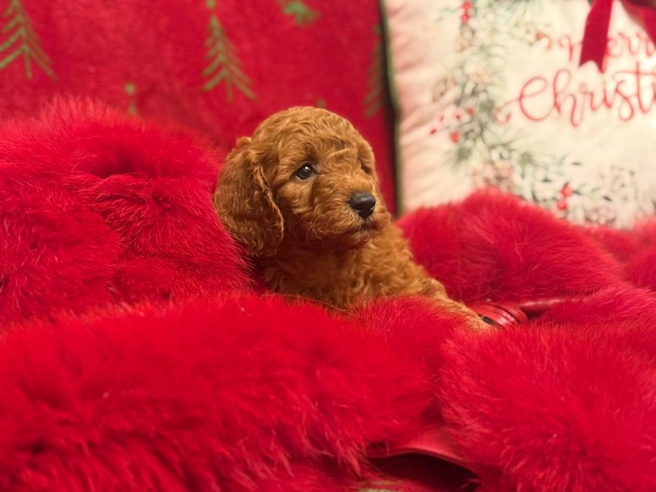 Poodle Toy Roșu mascul