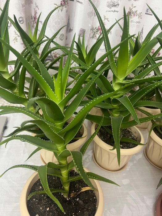 Комнатные цветы ухоженные в новом горшке пересаженные