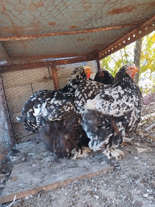 Gaini si pui Cochinchina urias negru bobat