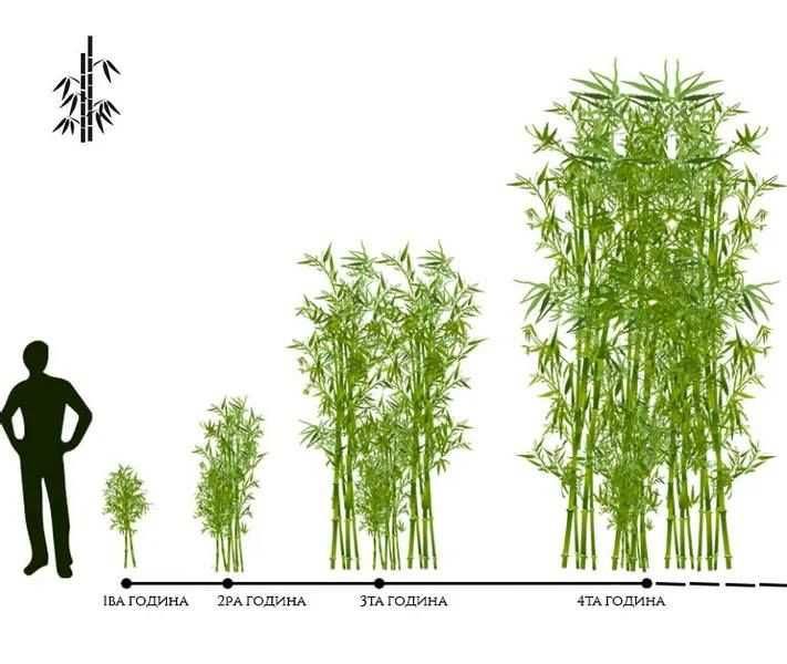 Бамбук студоустойчив