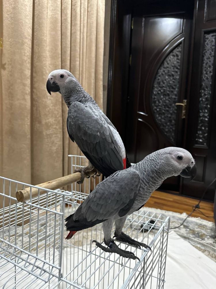 Жако Ручной попугай